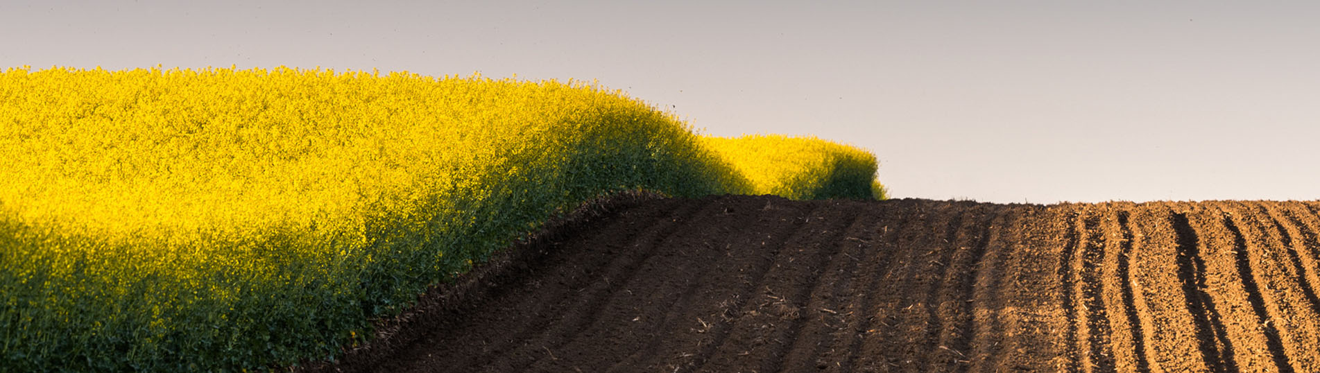 Rapeseed yellow field